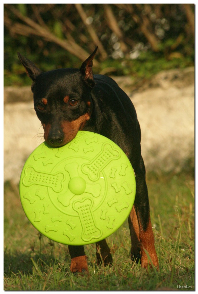 pepitufrisbee