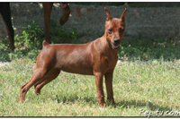 pincho pinscher 