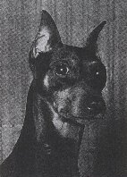 pinscher miniatura 