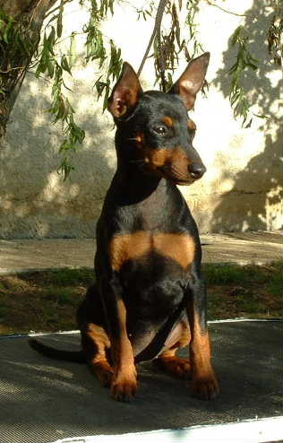 pinscher d'obreika