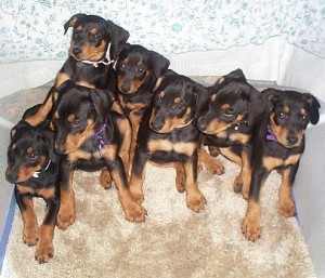 puppies_web_page