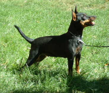 pinscher miniatura