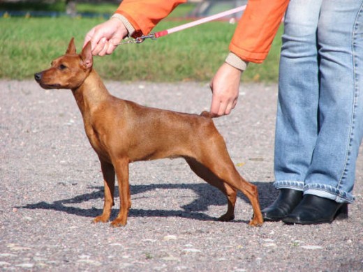 Multatuli pinscher miniatura