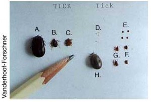 tick20id202