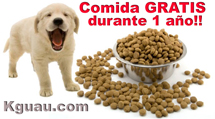 Pinscher Miniatura