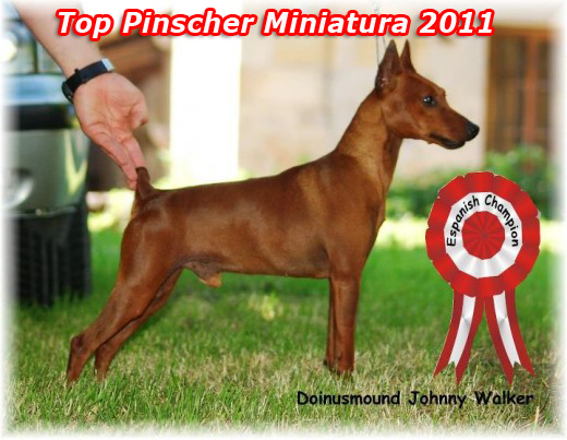mini pinscher top Spain
