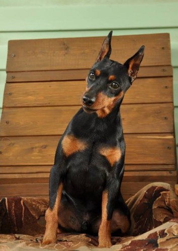 World Winner Slavjan Winner pinscher