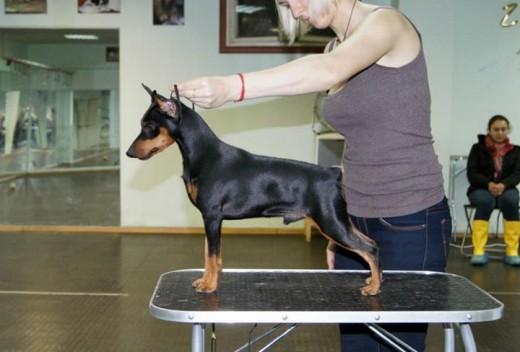 World Winner Slavjan Winner top pinscher