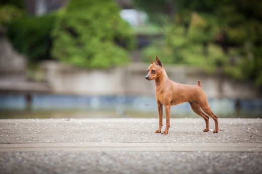 GCH Marlex Classic Red Glare classie